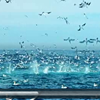 HTML5 Video